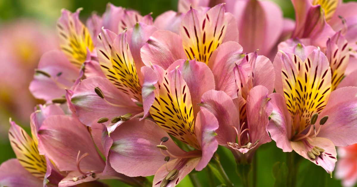 Exploring the Varieties of Alstroemeria: Colors, Shapes, and Sizes