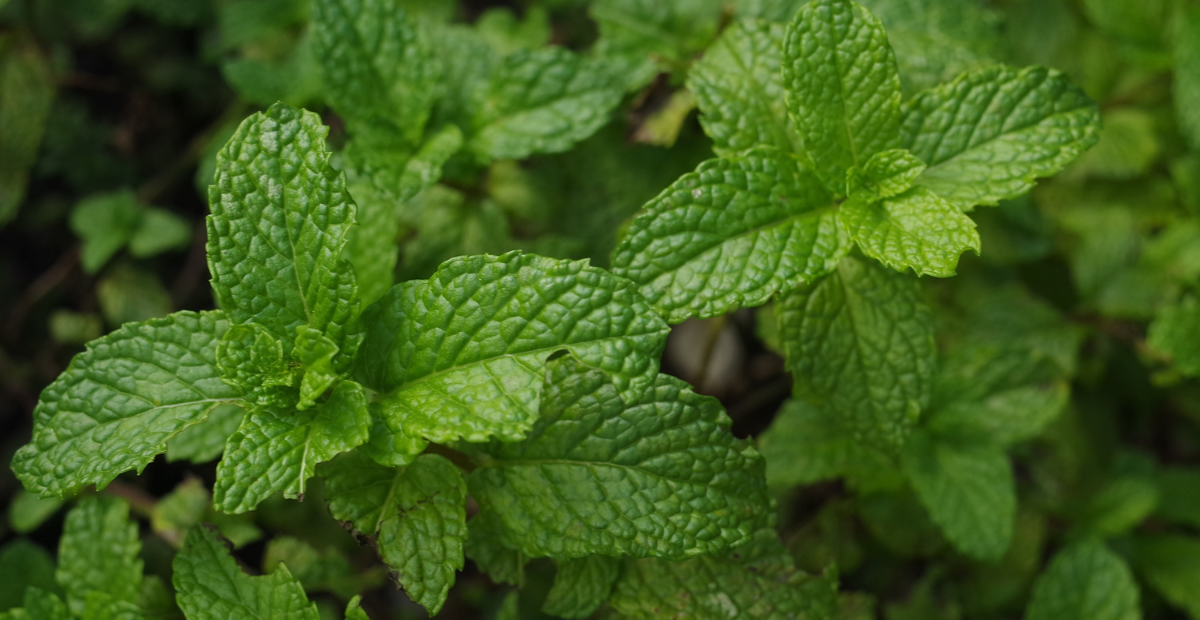 How Much Water Do Mint Plants Need To Thrive?