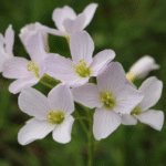 Why Meadowfoam Seed Oil is the Beauty Industry’s Best-Kept Secret