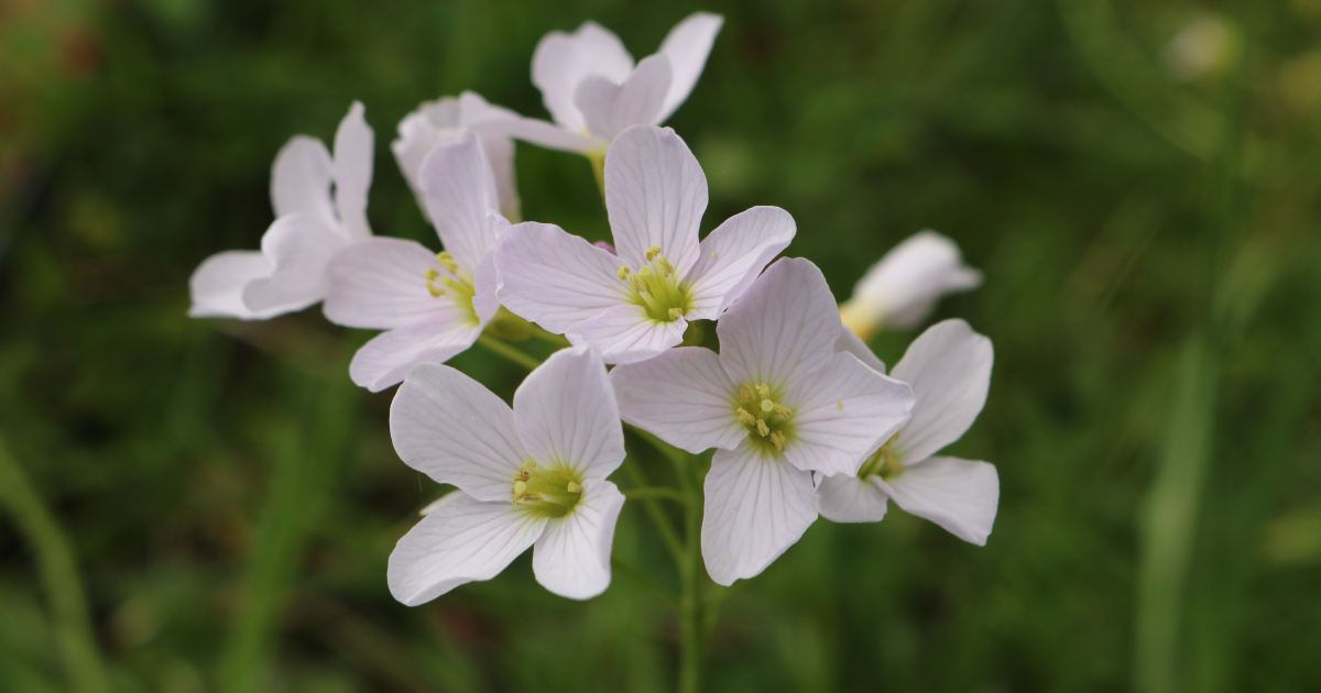 Why Meadowfoam Seed Oil is the Beauty Industry’s Best-Kept Secret