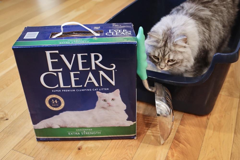 Why Ever Clean Cat Litter Is a Game Changer for Pet Hygiene