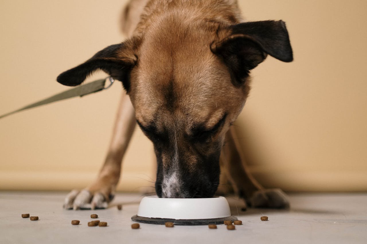 Affordable & Healthy: Why Chewy Dog Food Is a Pet Owner's Favorite