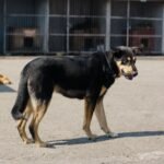 Dog Pound Stories: Heartwarming Pet Adoption Journeys