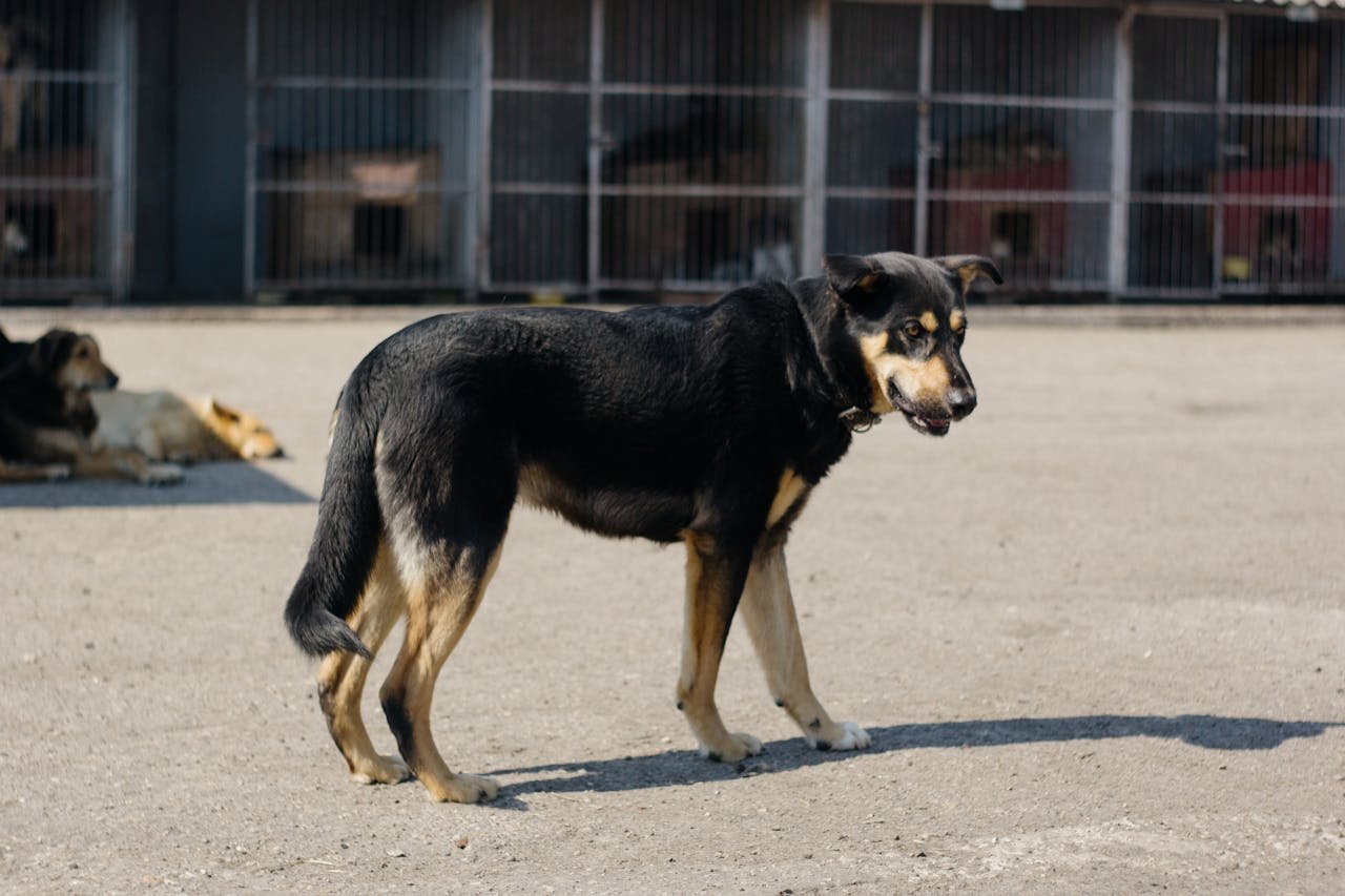 Dog Pound Stories: Heartwarming Pet Adoption Journeys